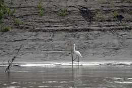 Image of Ardea Linnaeus 1758