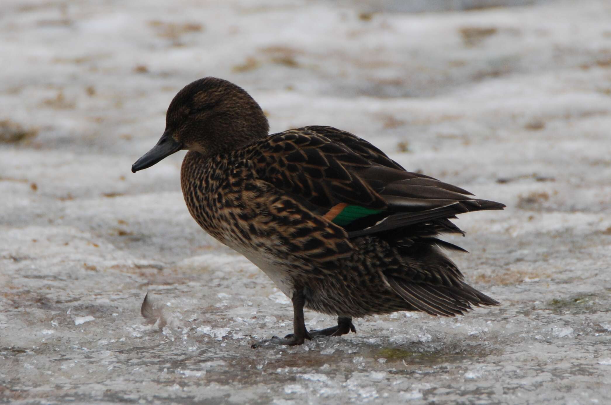 Image de Sarcelle d'hiver