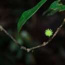 Слика од Illicium parvifolium Merr.