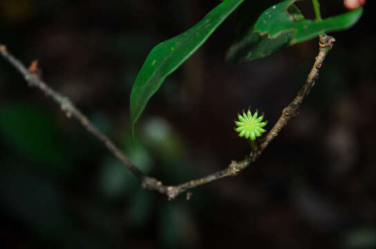 Image de Illicium parvifolium Merr.