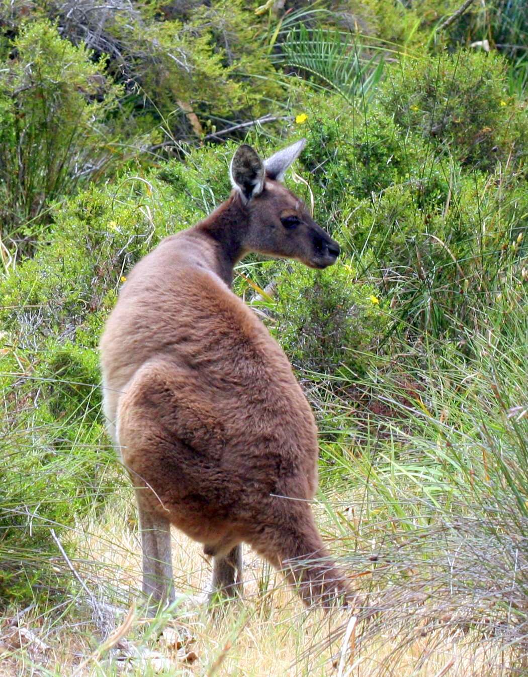 Macropus fuliginosus (Desmarest 1817) resmi