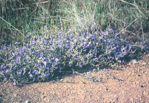 Image of Dampiera lavandulacea Lindl.