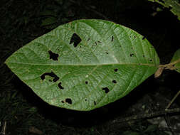 Image of Dichapetalum hammelii G. T. Prance