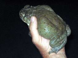 Image of Colorado River Toad Sonoran Desert Toad