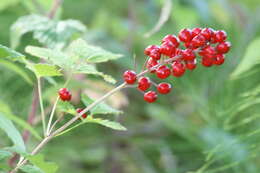 Image of Baneberry