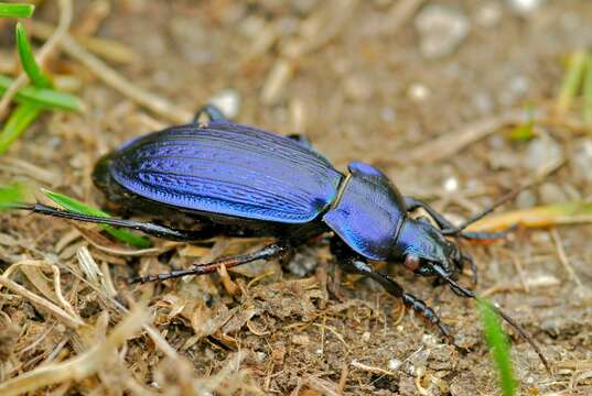 Image of true ground beetle genus