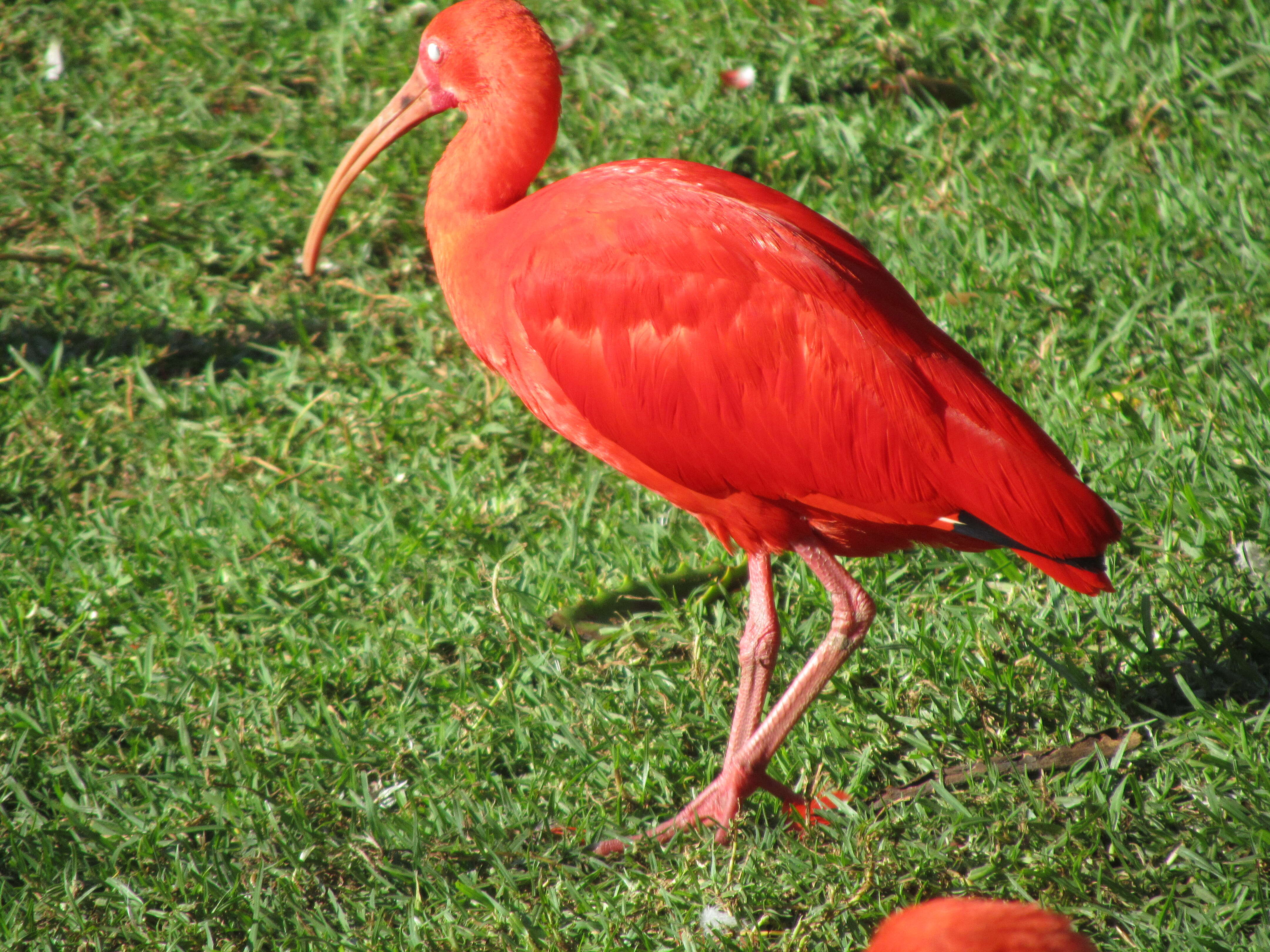 Image of Scarlet Ibis