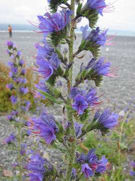 Imagem de Echium vulgare L.