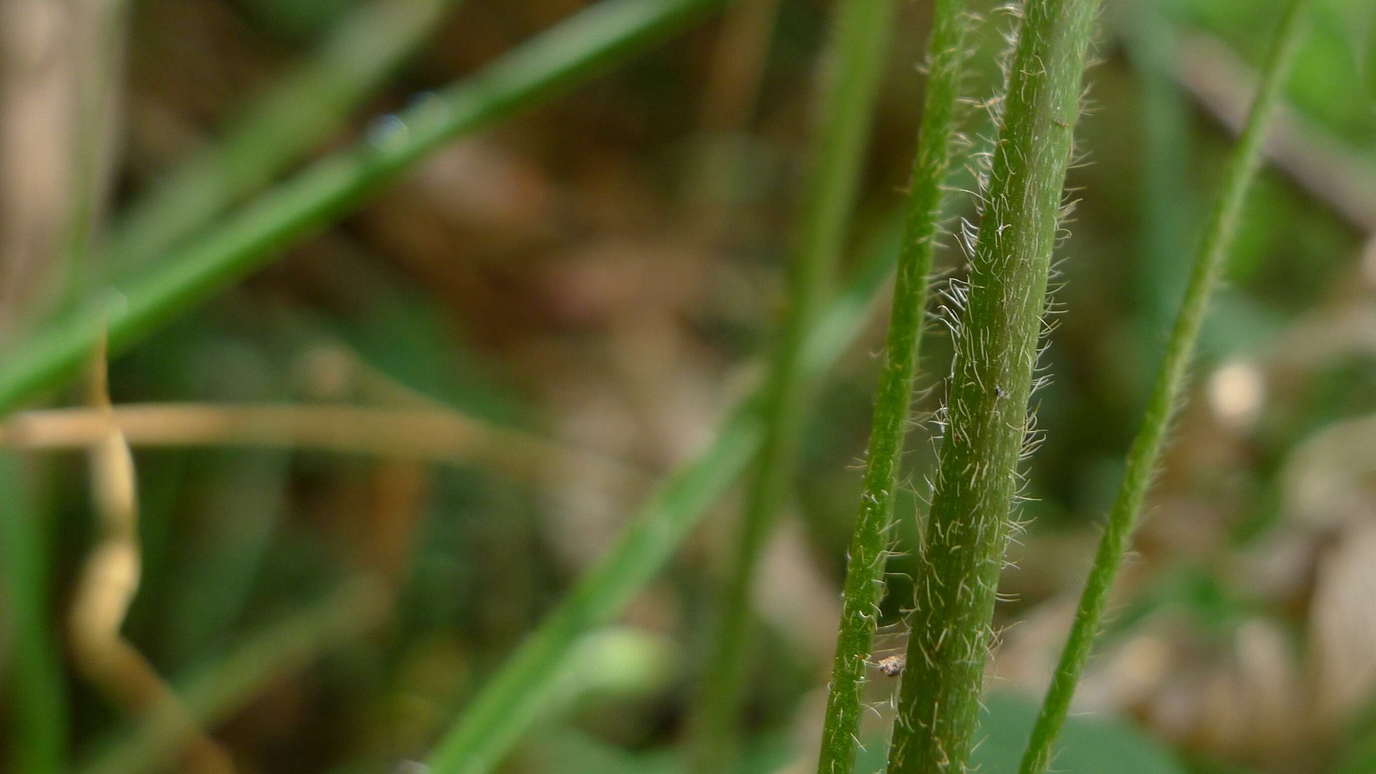 Image of Oxalis perennans Haw.