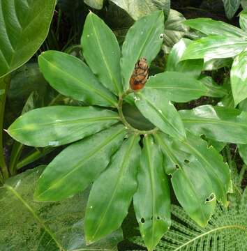 Image of spiral ginger