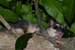 Image of Gray and black four-eyed opossum