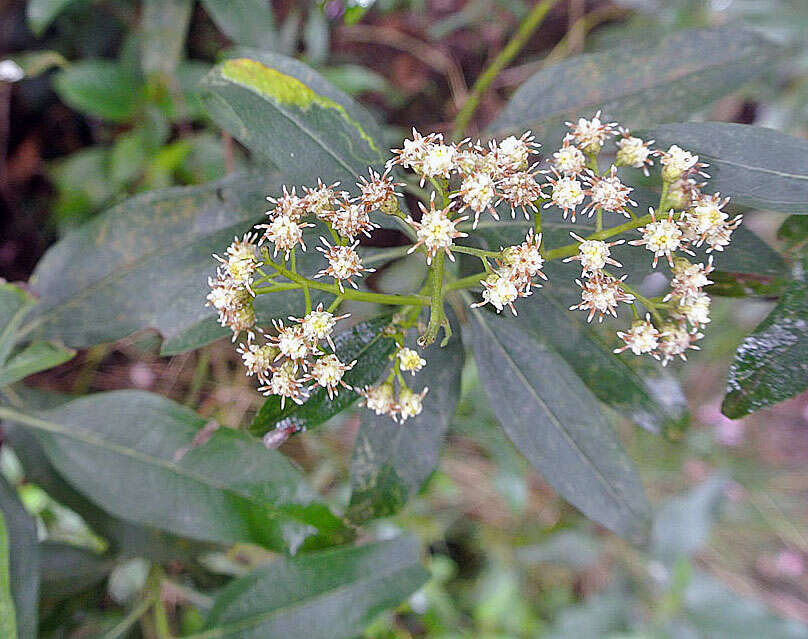 Image of Baccharis nitida (Ruiz & Pav.) Pers.