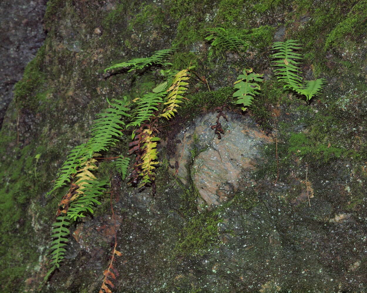 Image de Polypode