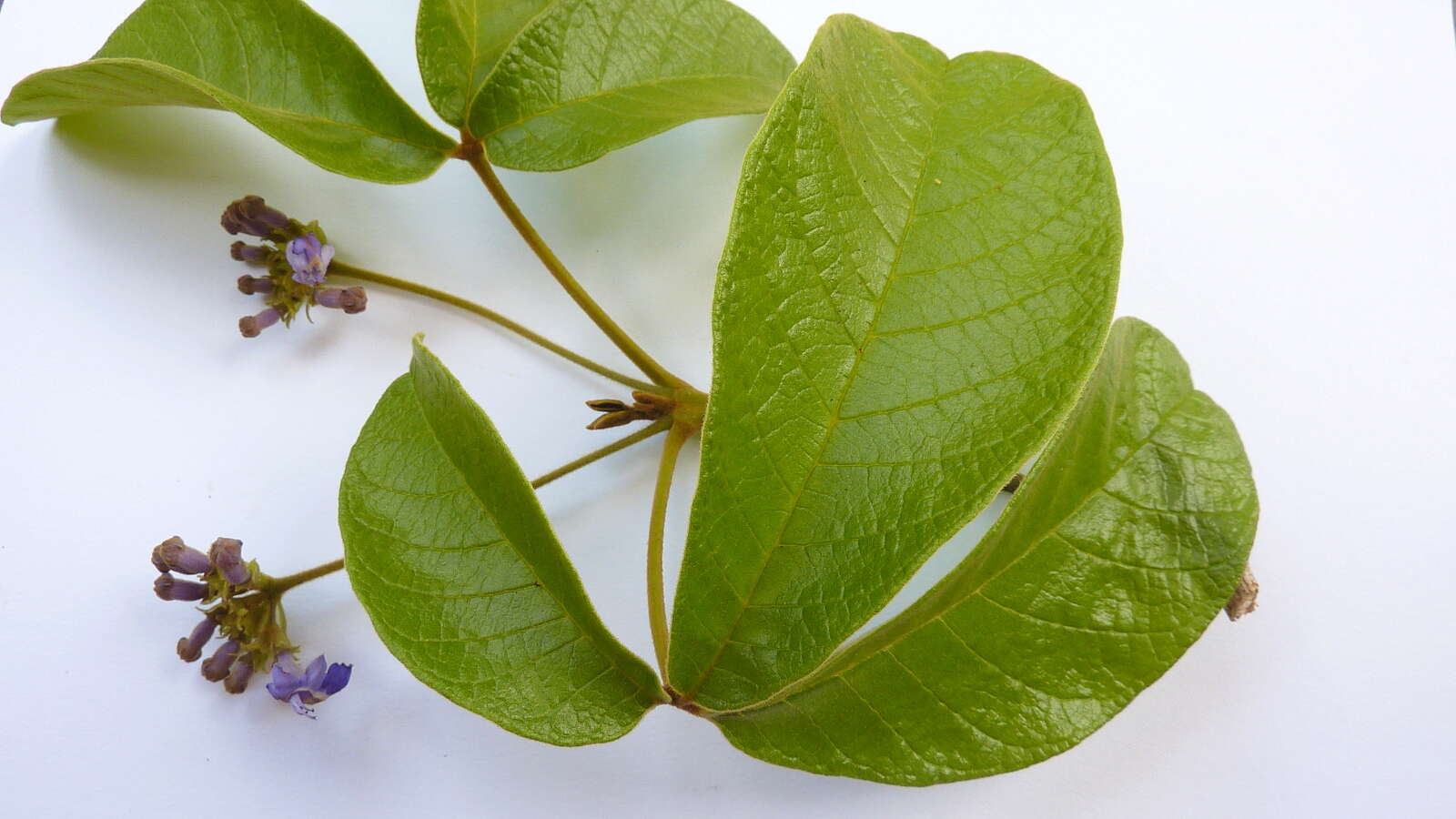 Image of Vitex rufescens A. Juss.