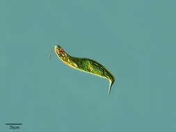 Image of Euglena