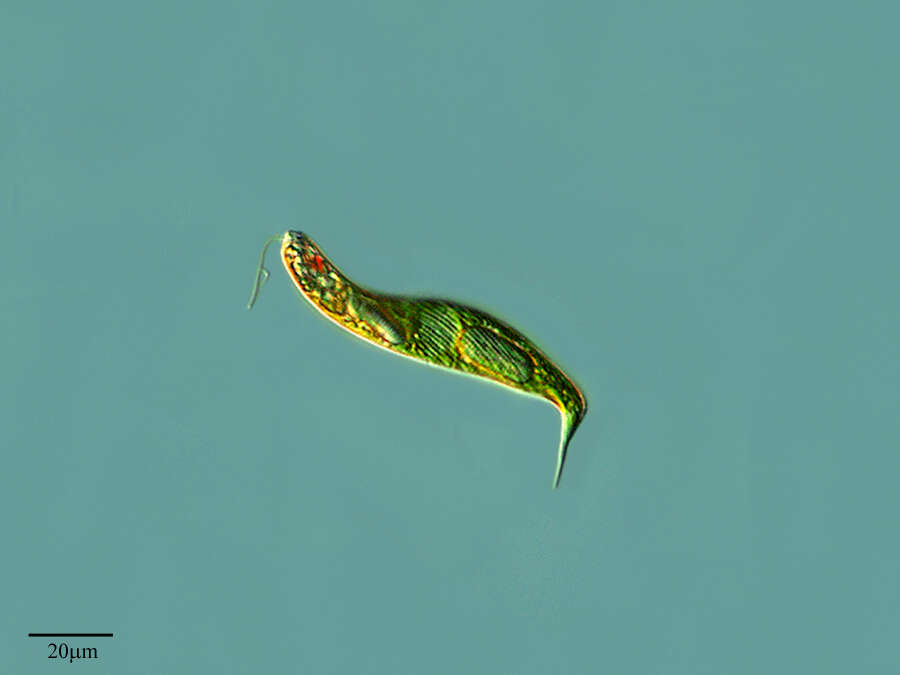 Image of Euglena