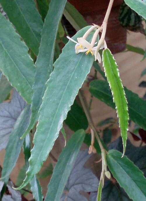 Image of Begonia furfuracea Hook. fil.