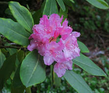 Image of Pacific rhododendron