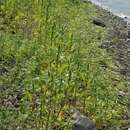 Imagem de Amaranthus bouchonii Thell.