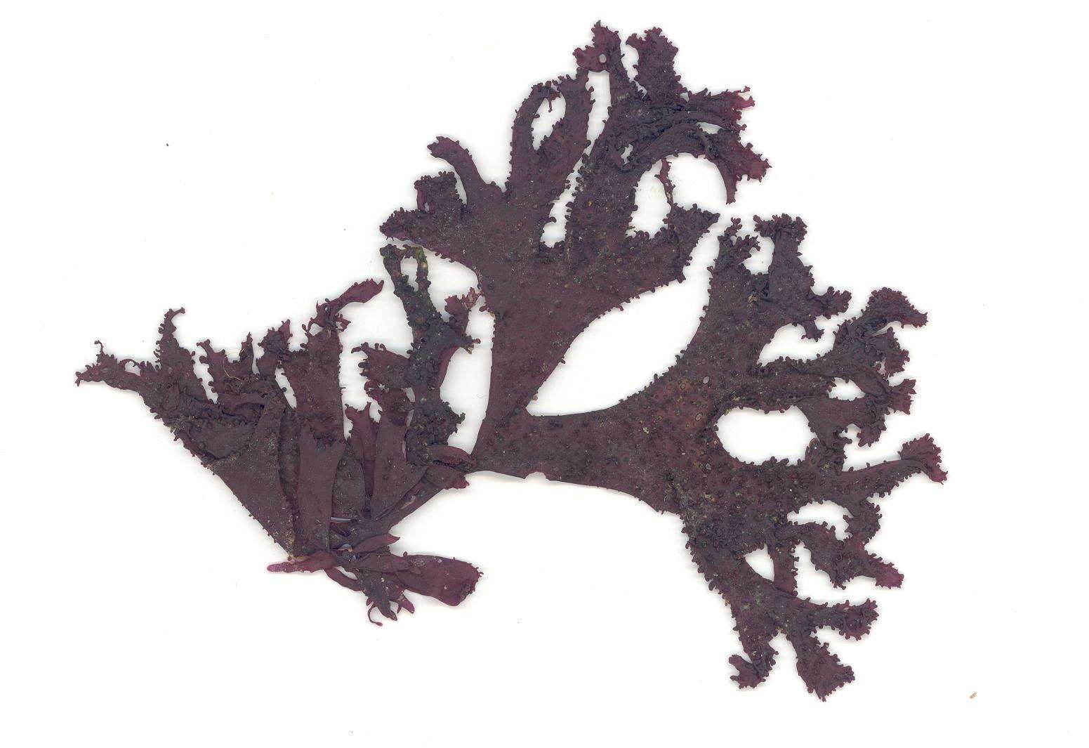 Sivun Mastocarpus Kützing 1843 kuva