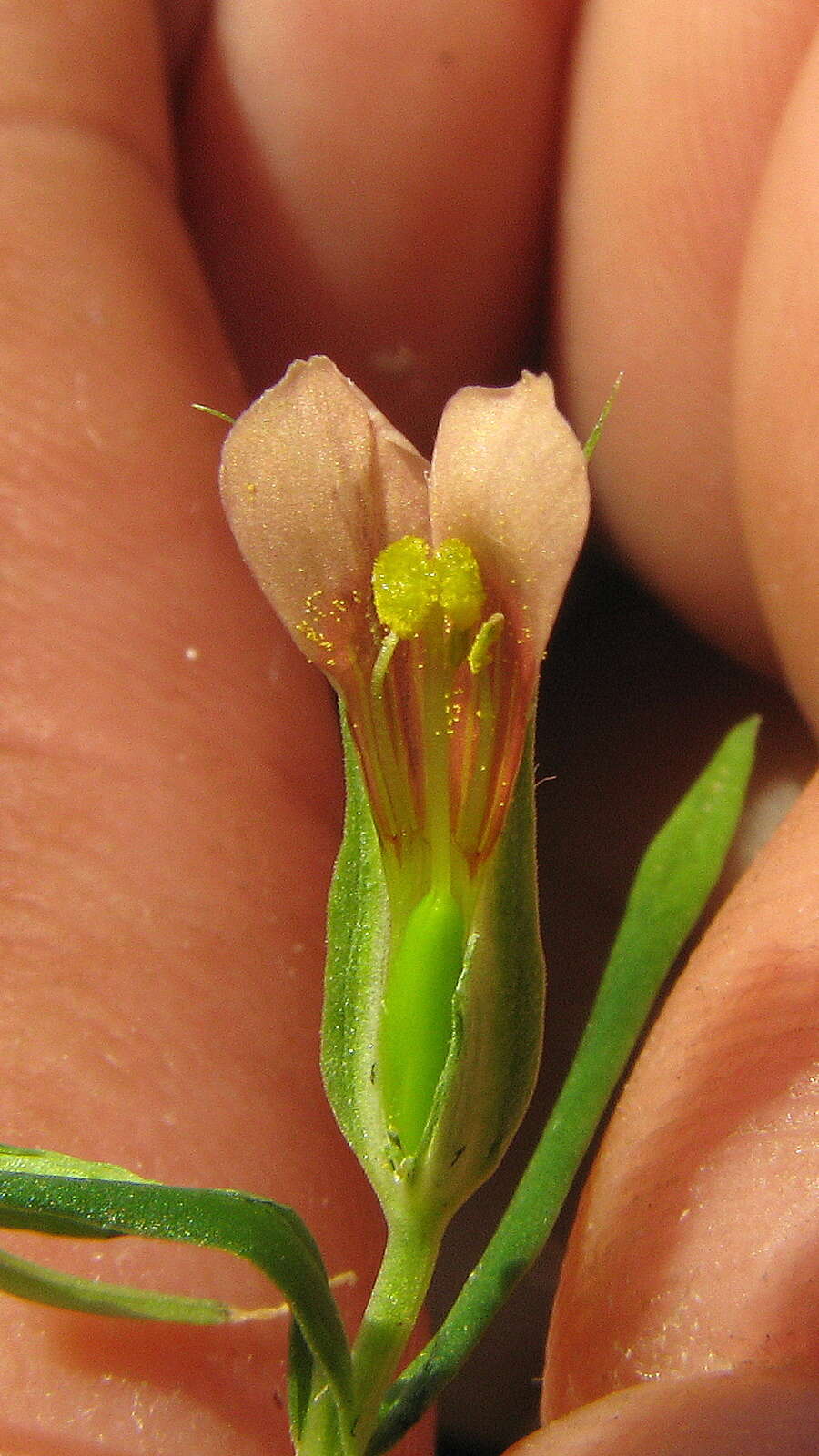 Image of Schultesia guianensis (Aubl.) Malme