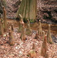 Image of bald cypress