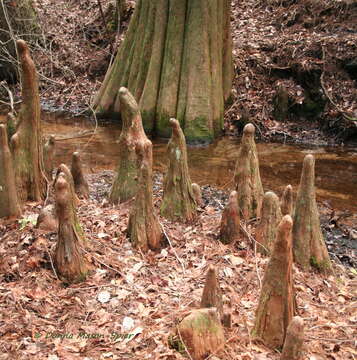 Image of bald cypress