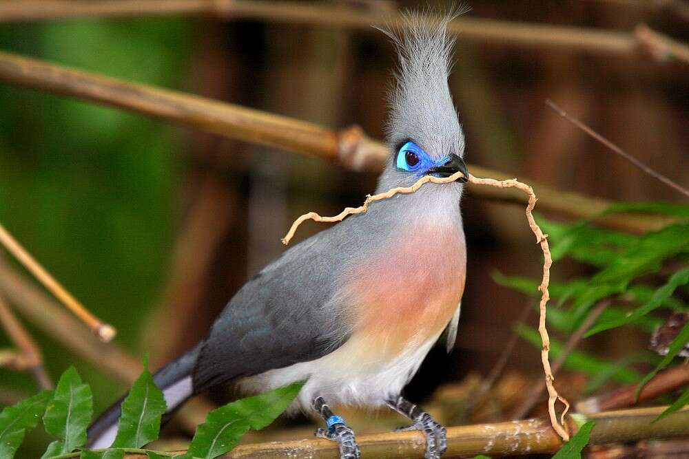 Plancia ëd Coua cristata (Linnaeus 1766)