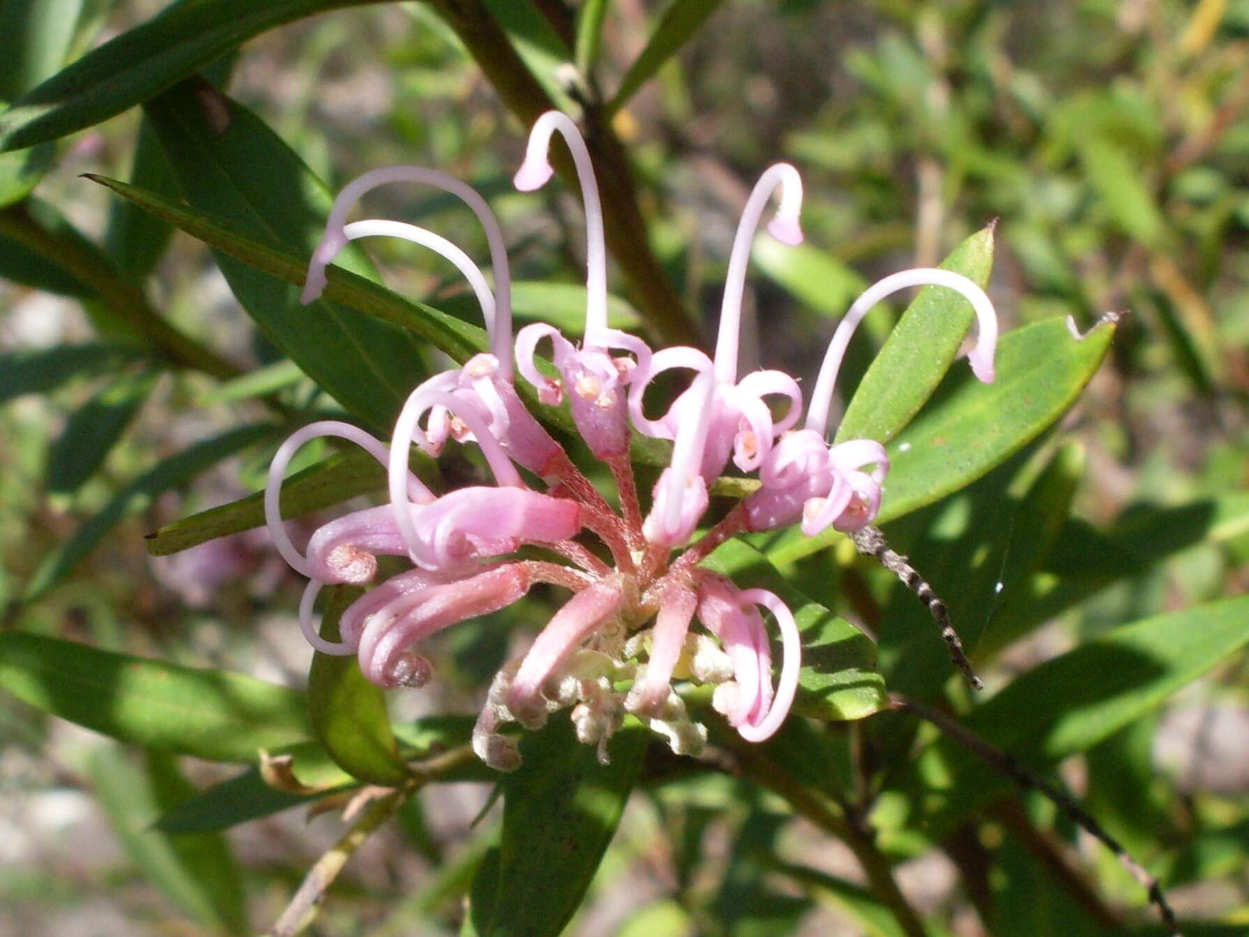 Image of Grevillea sericea (Sm.) R. Br.