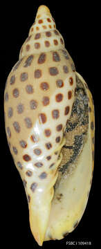 Image of Scaphella Swainson 1832