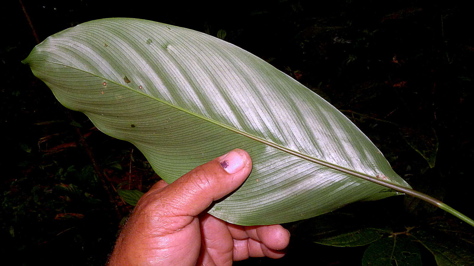 Image de Goeppertia brasiliensis (Körn.) Borchs. & S. Suárez