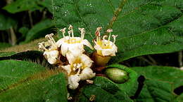 Image of Cordia nodosa Lam.