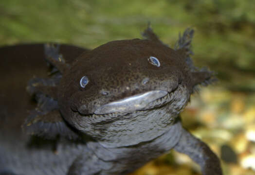 Image of mole salamanders