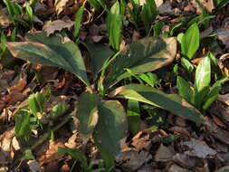 Image of Green Hellebore