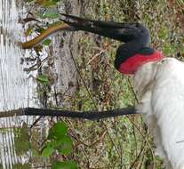 Image of Jabiru Hellmayr 1906