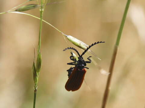 Image of net-winged beetles