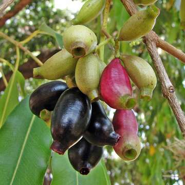 Image of Java plum