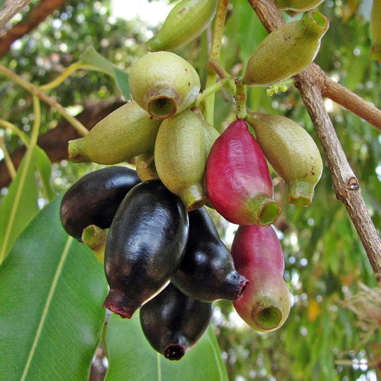 Image of Bush Cherries