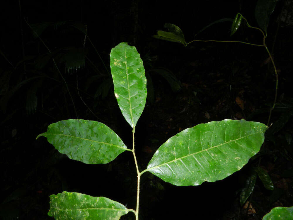 Image of Sorocea affinis Hemsl.