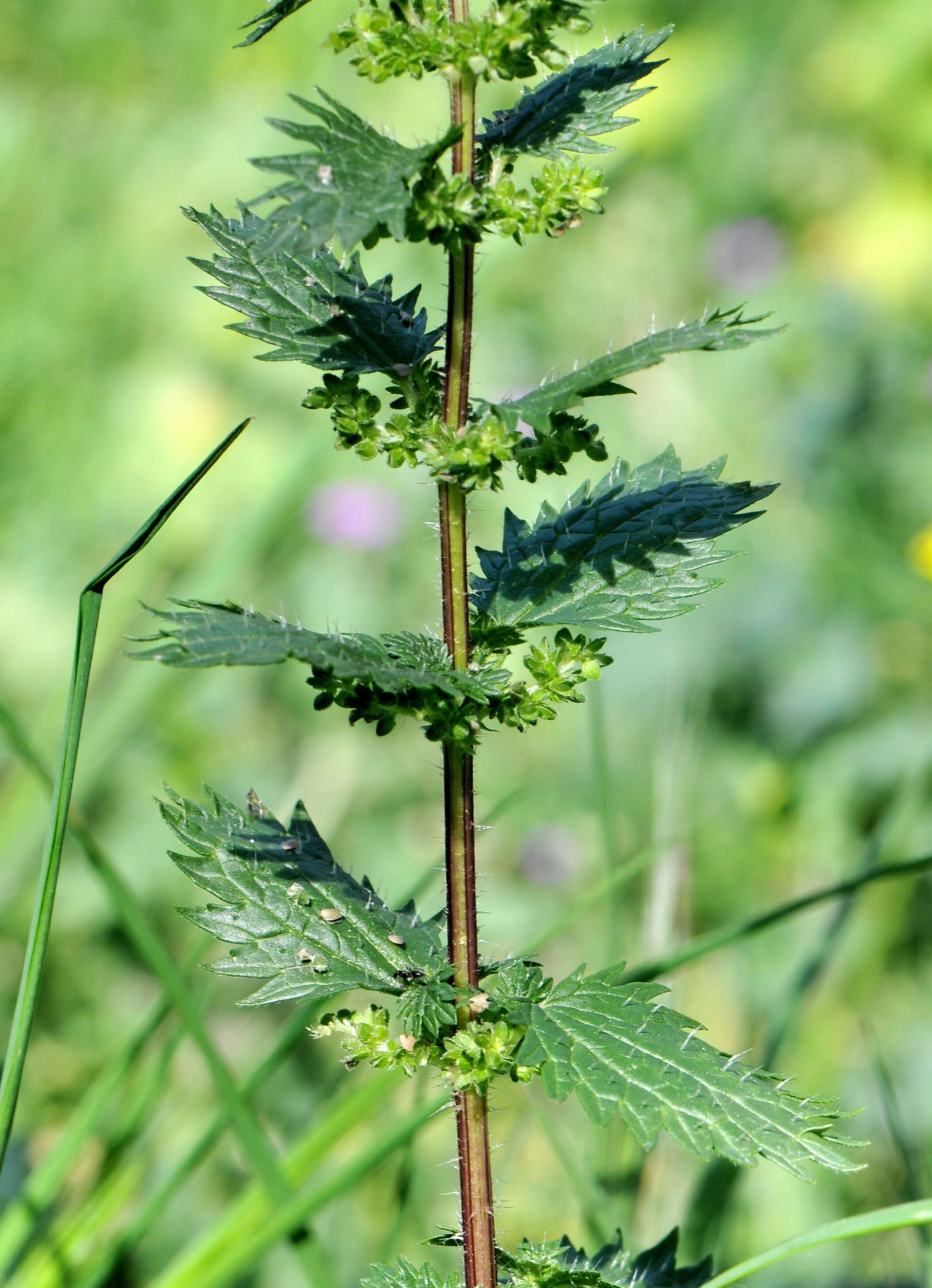 Image of Urtica