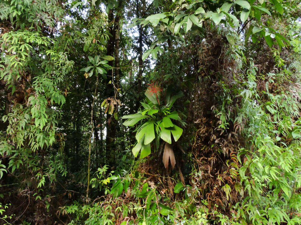 Reinhardtia latisecta (H. Wendl.) Burret的圖片