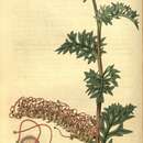 Image of Grevillea acanthifolia A. Cunn.