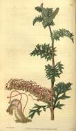 Imagem de Grevillea acanthifolia A. Cunn.