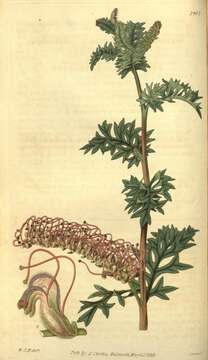 Image of Grevillea acanthifolia A. Cunn.