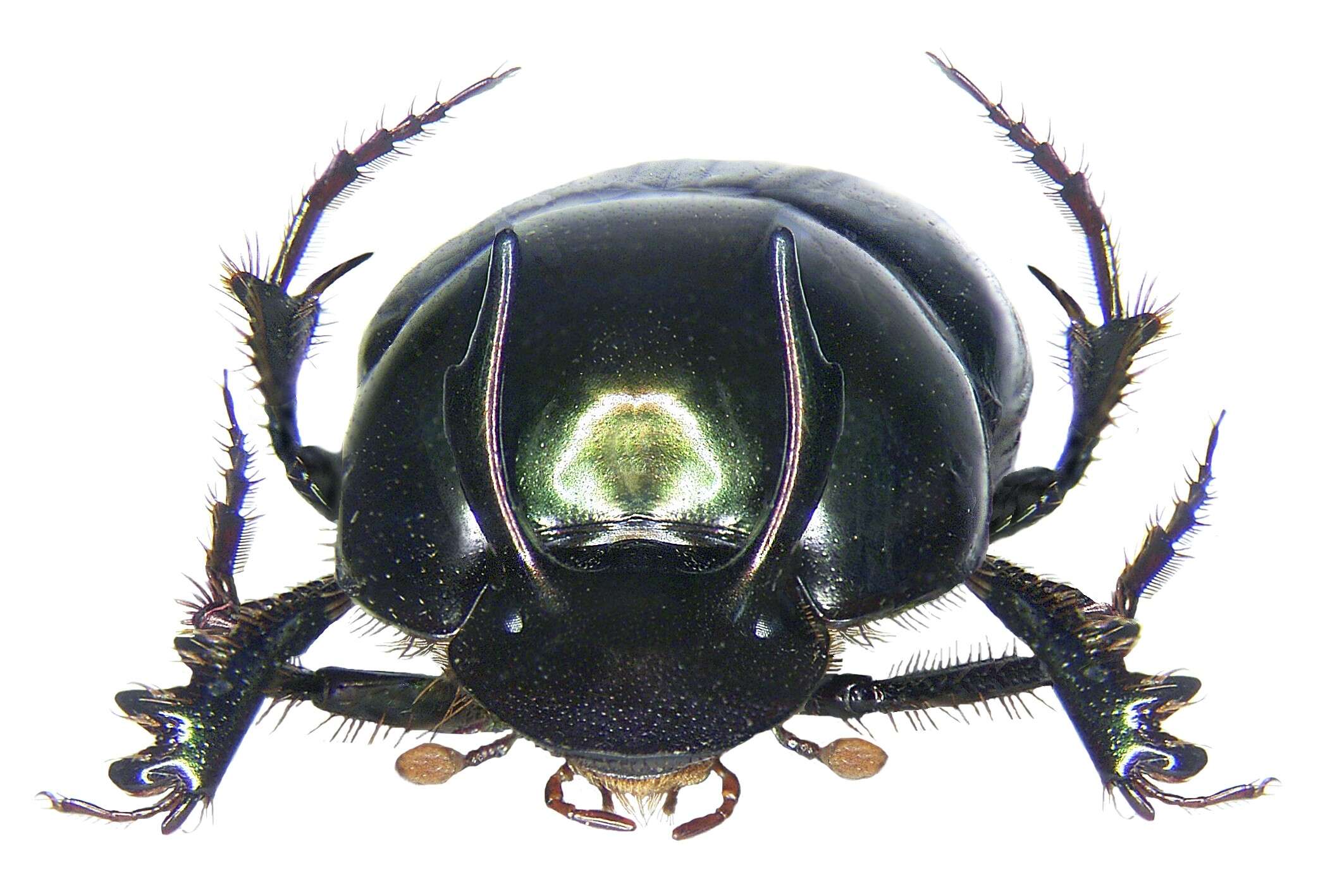 Image of Onthophagus