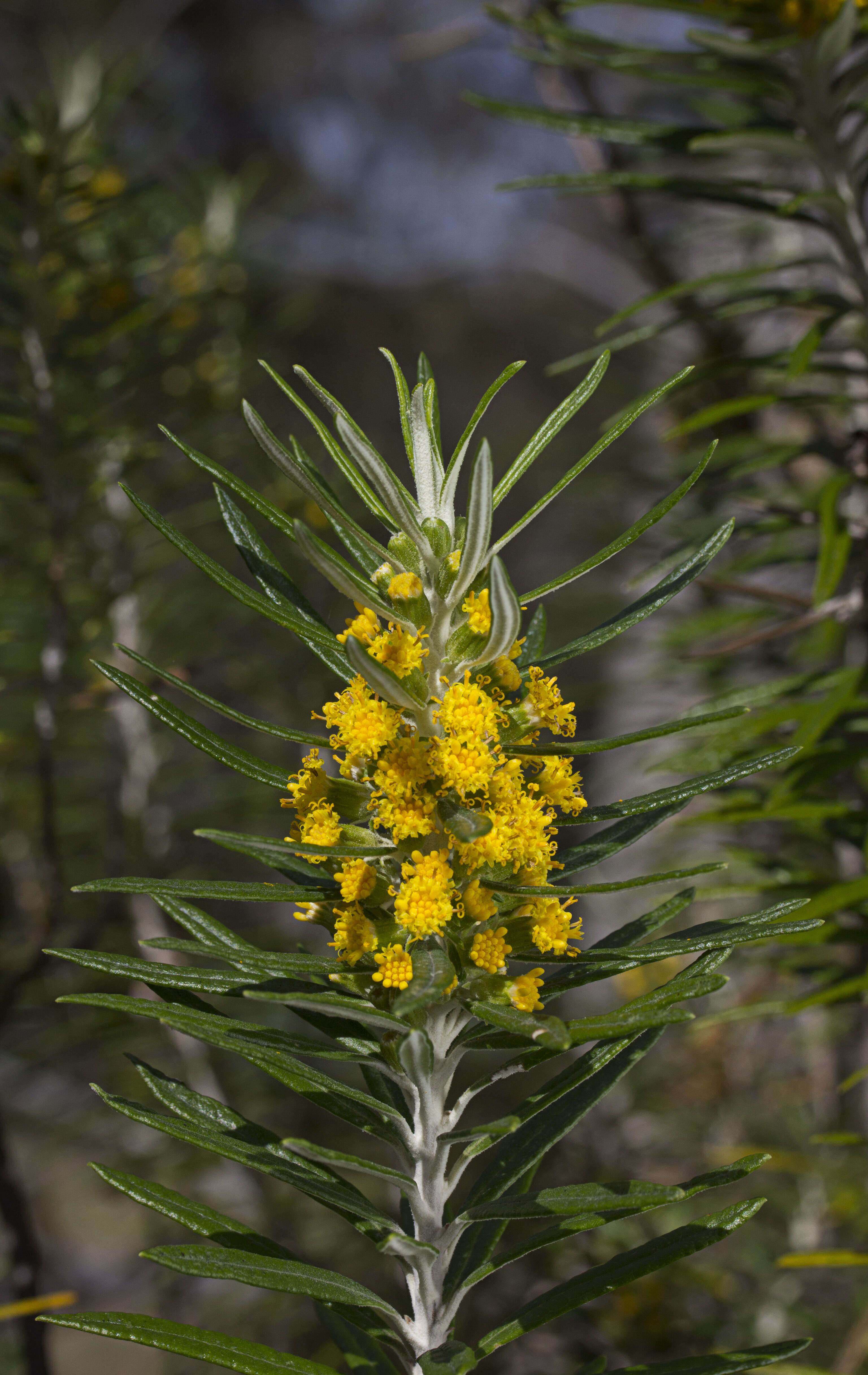 Image of Bedfordia linearis (Labill.) DC.