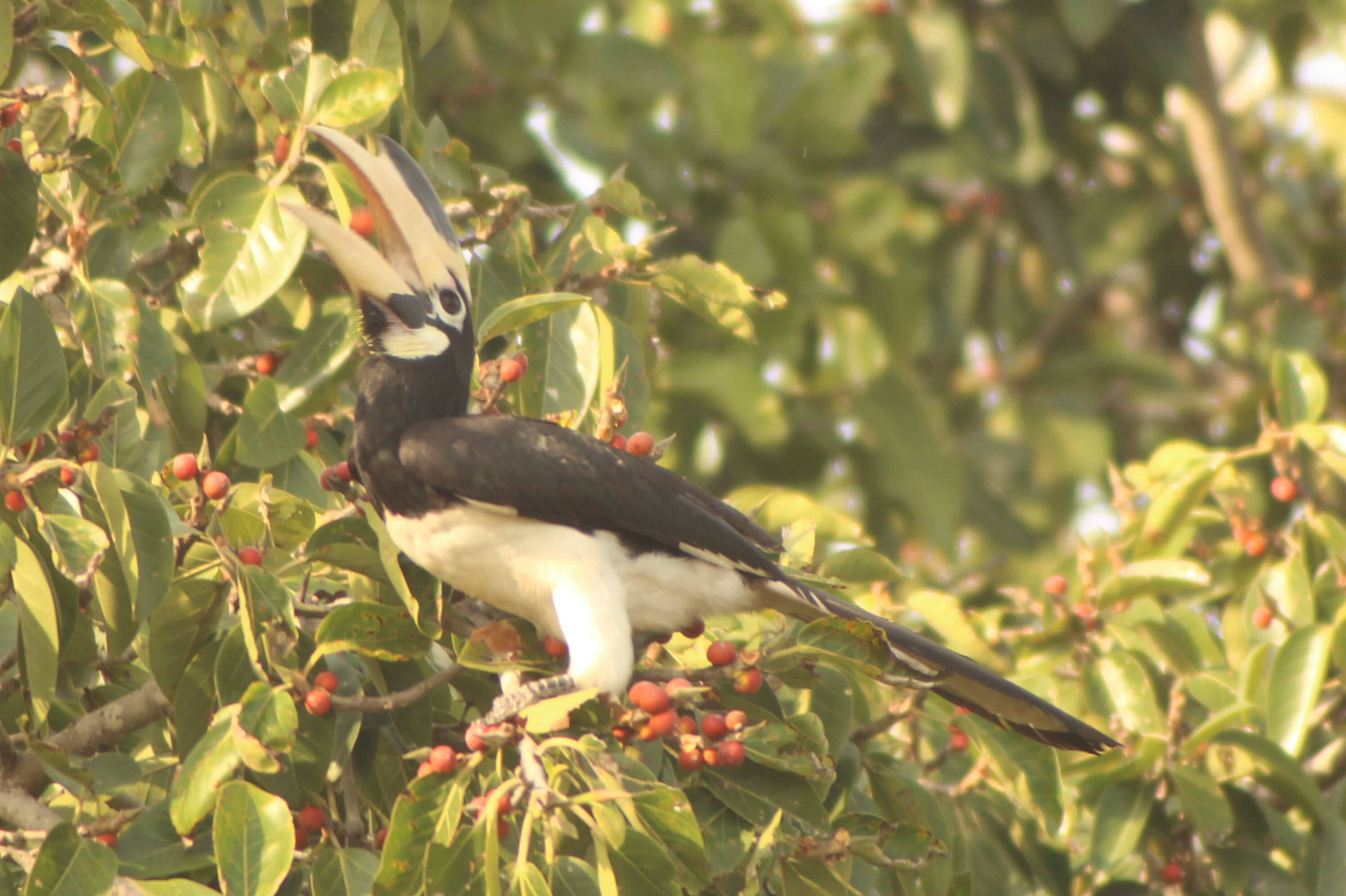 Image of Malabar Pied Hornbill