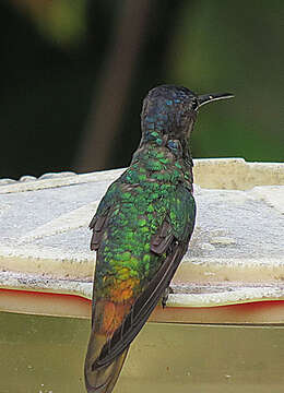 Image of Golden-tailed Sapphire