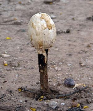 Image of Desert shaggy mane