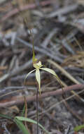 Image of Fawn spider orchid